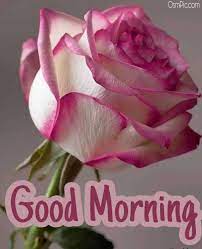 Maybe you would like to learn more about one of these? Pin By Aditi Kumari On Good Morning Photos Good Morning Roses Good Morning Flowers Good Morning Beautiful Flowers