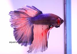 Pez Betta Halfmoon Celofan Bettas Acuarios Peces De Acuario Tienda De Acuarios Venta De Acuarios