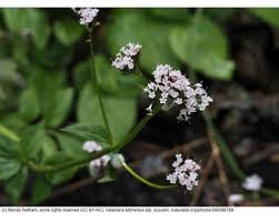 Image result for Valerianaceae