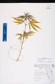 Image result for Cannabis sativa