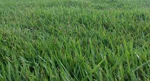 We did not find results for: The Best Grass Seed For Georgia Lawns Essential Home And Garden
