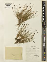 Image result for Bulbostylis sp.no.4