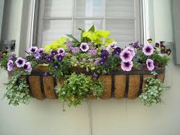 Is it safe for dogs to eat flowers? Use Dog Safe Plants Flowers To Create A Dog Friendly Garden Window Box Flowers Planter Boxes Flowers Window Planter Boxes
