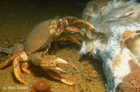 Crustaceans Crabs Marine Biology New Jersey Scuba Diving