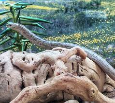 These guys are eating great and ready to go. Meet Our European Legless Lizard Legolas Kidspace Children S Museum