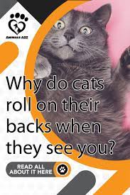Why Do Cats Roll On Their Backs When They See You Cat Roll Cats Cat Biting