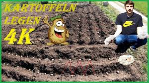 Düngen sie kartoffeln nicht nur vor dem anbau; Vorgekeimte Kartoffeln Im Eigenen Garten Legen Setzen Pflanzen Videoanleitung 4k Youtube
