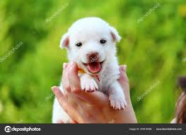 Cachorrinho Branco Mãos Femininas Fundo Borrado Natureza Verde Espaço Cópia  — Stock Photo © luckyuran #378416266