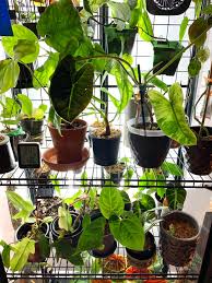 Yonohomedesign.com garden and interior design ideas. Convert Ikea Milsbo Cabinet Into Greenhouse