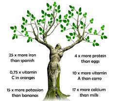 Moringa Nutrition Charts Bliss Oasis Moringa Olifeira