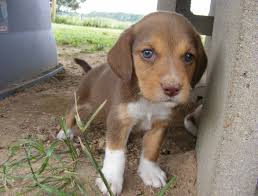 Black And Brown Beagle Dog Baby Brown Beagle Cute Puppies Beagle Doggy