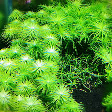 Image result for Syngonanthus