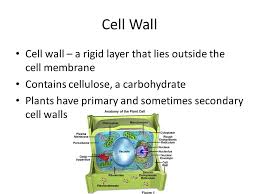Check spelling or type a new query. Cell Structure And Function Ppt Video Online Download