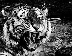 Tons of awesome macan putih siliwangi wallpapers to download for free. Harimau Nan Salapan Dari Agam Tuo Kian Dikaburkan Bakaba Harimau Putih Menggambar Harimau Harimau