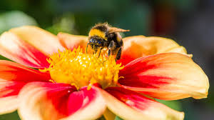 Bees sleeping outside the nest will sleep under a flowerhead or inside a deep flower like a squash blossom where the temperature can be up to 18 degrees warmer close to the nectar source. Bumblebee Vomit Scientists Are No Longer Ignoring It The New York Times
