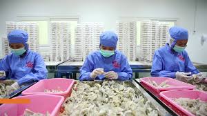 Sumut ekspor sarang burung walet dan olahan singkong ke sejumlah negara. Original Bird S Nest Youtube