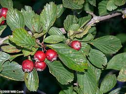 Image result for Garcinia punctata