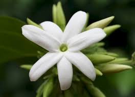 Image result for Jasminum multiflorum