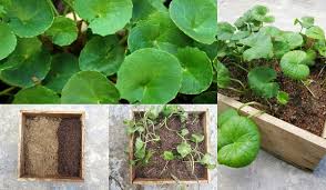 Dahulunya, pegaga hanya digunakan secara meluas sebagai ulam segar oleh masyarakat melayu masyarakat melayu khususnya amat yakin pegaga berkhasiat untuk memanjangkan umur dan awet. Cara Mudah Tanam Ulam Pegaga Di Rumah 2 Minggu Dah Tumbuh Hasil Yang Fresh