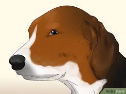Här hittar du alla hundraser som finns i sverige och är registrerade i svenska kennelklubben. 3 Ways To Identify A Hamiltonstovare Wikihow Pet
