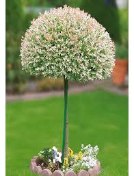 Zierweide Hakuro Nishiki Pflanzen Garten Pflanzen Zierweide