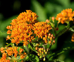 Image result for Asclepias graminifolia