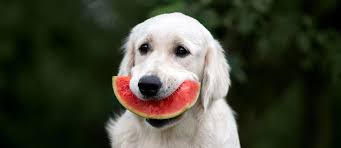 Which Human Foods Can Dogs Eat Orvis News