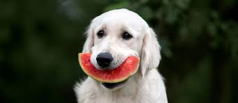 Should our little furry friends eat all fruits? Which Human Foods Can Dogs Eat Orvis News