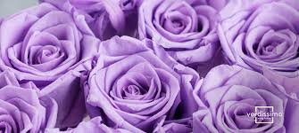 Do you agree that roses are played out or is there a place for them? Meaning Behind The Lilac Rose Verdissimo