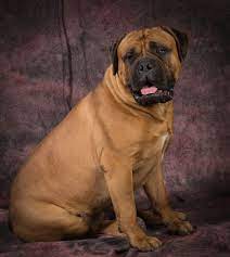 Bullmastiff Sitting Bull Mastiff Bull Mastiff Dogs Dog Breeds
