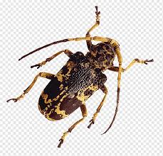 Black And Yellow Longhorn Beetle Poisonous Insect Longhorn Beetle Insect Insects Terrestrial Animal Animal Png Pngwing
