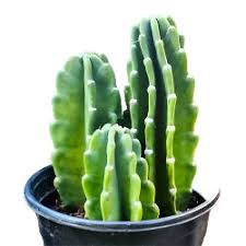 Image result for Cereus jamacaru