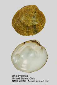 Ayrıca bu adresten geri sayıma da ulaşabilirsiniz! Home Natural History Museum Rotterdam Mollusca Bivalvia Unionidae Unio Irroratus