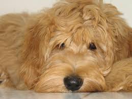 Premier pups provides their customers the most adorable small & teacup breed pups for sale and adoption in ohio and more. Love This Face Labradoodle Puppies For Sale Goldendoodle Labradoodle Puppy