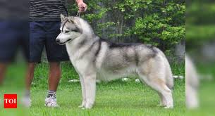 We did not find results for: Vijay Sethupathi A Siberian Husky Plays A Crucial Role In This Film Tamil Movie News Times Of India