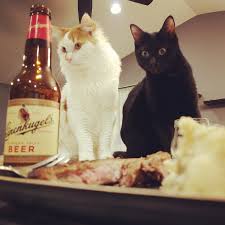 Or, when it comes to kitty snack time, is it better to leave the cheese in the fridge? Is That Steak Cats