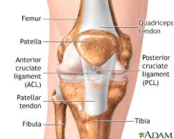The anterior cruciate ligament (acl) is one of the 4 major ligaments of the knee. Anterior Cruciate Ligament Acl Injury Information Mount Sinai New York