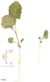 Image result for Dichrocephala