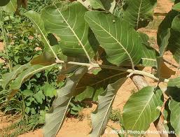 Image result for Combretum