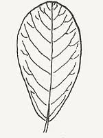 Image result for leaf shape obovate