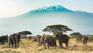 Die wiege der menschheit wartet mit weiten savannen, riesigen tierherden sowie stolzen, traditionsbewussten völkern auf euch. Kenia Oder Sudafrika Welches Land Passt Besser Zu Dir Wedesigntrips