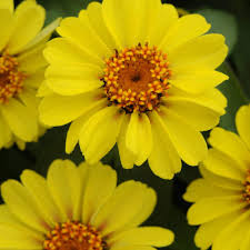 If you choose to get an early start and plan to transplant, plant them in a peat pot that can be planted directly into the garden or planting bed, as not to disrupt the roots. Yellow Zinnia Marylandica Plant Flower Seeds