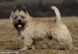 Image result for cairn teriér
