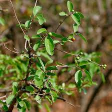 Image result for Oldfieldia dactylophylla