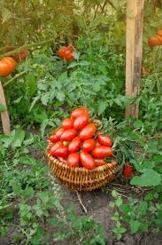 Image result for tomato Piccadilly