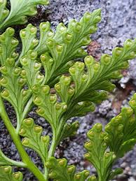 Image result for Davalliaceae