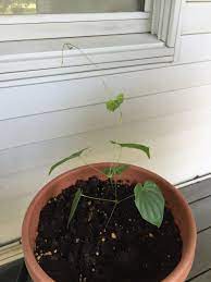 It has interesting branch structure in winter, and it stunning in bloom. Caring For A Baby Redbud Tree 326263 Ask Extension