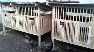 Ayam bangkok sudah masuk ke indonesia sejak zaman dahulu dan telah banyak bukti sejarah yang mengungkapkan. Ukuran Ideal Kandang Ayam Bangkok Tentang Kolam Kandang Ternak Di 2021 Desain Kandang Ayam Kandang Ayam Desain