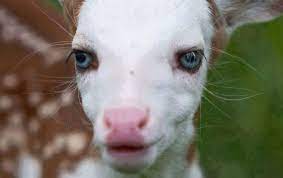 Ceylan kelimesinin ne demek olduğunu, ceylan sözcüğünün anlamını ve ceylan kelimesinin tercümesini sitemizden öğrenebilirsiniz. Ceylan Gozlu Kiz Ne Demek Nasil Gozlere Boyle Derler Kizlarsoruyor