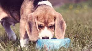 A Diet For Beagles Petcarerx